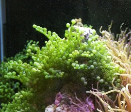 緑の海藻