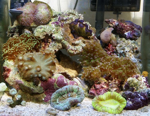 ヒメジャコ貝の水槽